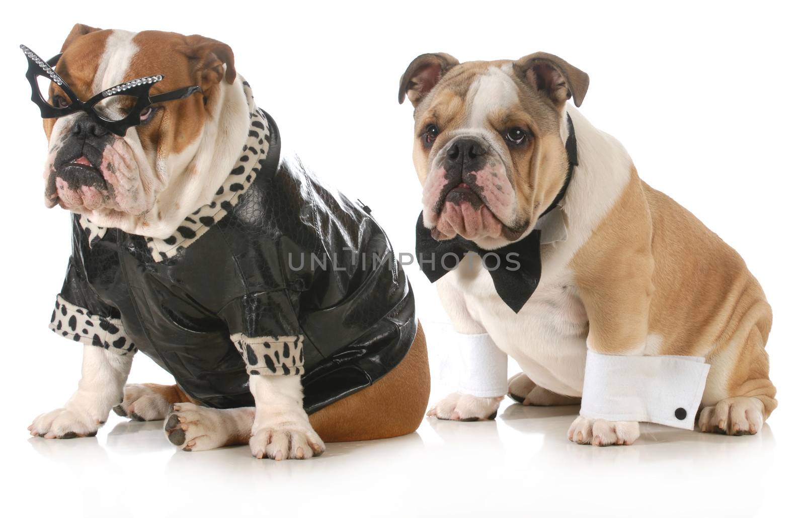 dog couple - english bulldog dressed up like man and woman isolated on white background