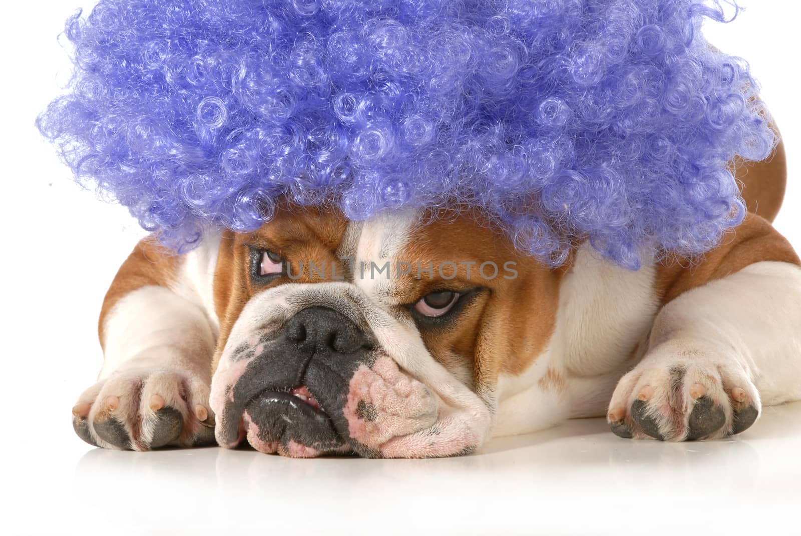 dog clown - english bulldog dressed up like a clown with silly expression isolated on white background