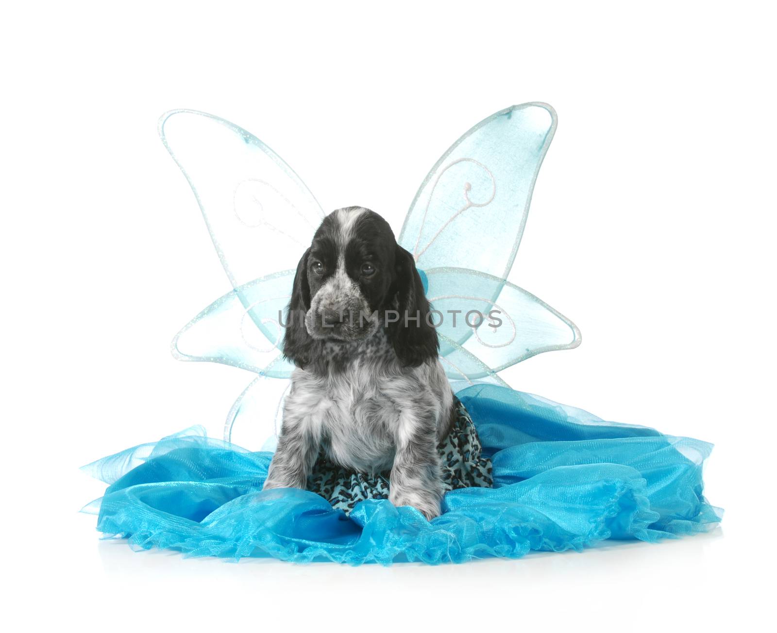 angel puppy - english cocker spaniel puppy wearing an angel costume isolated on white background - 7 weeks old