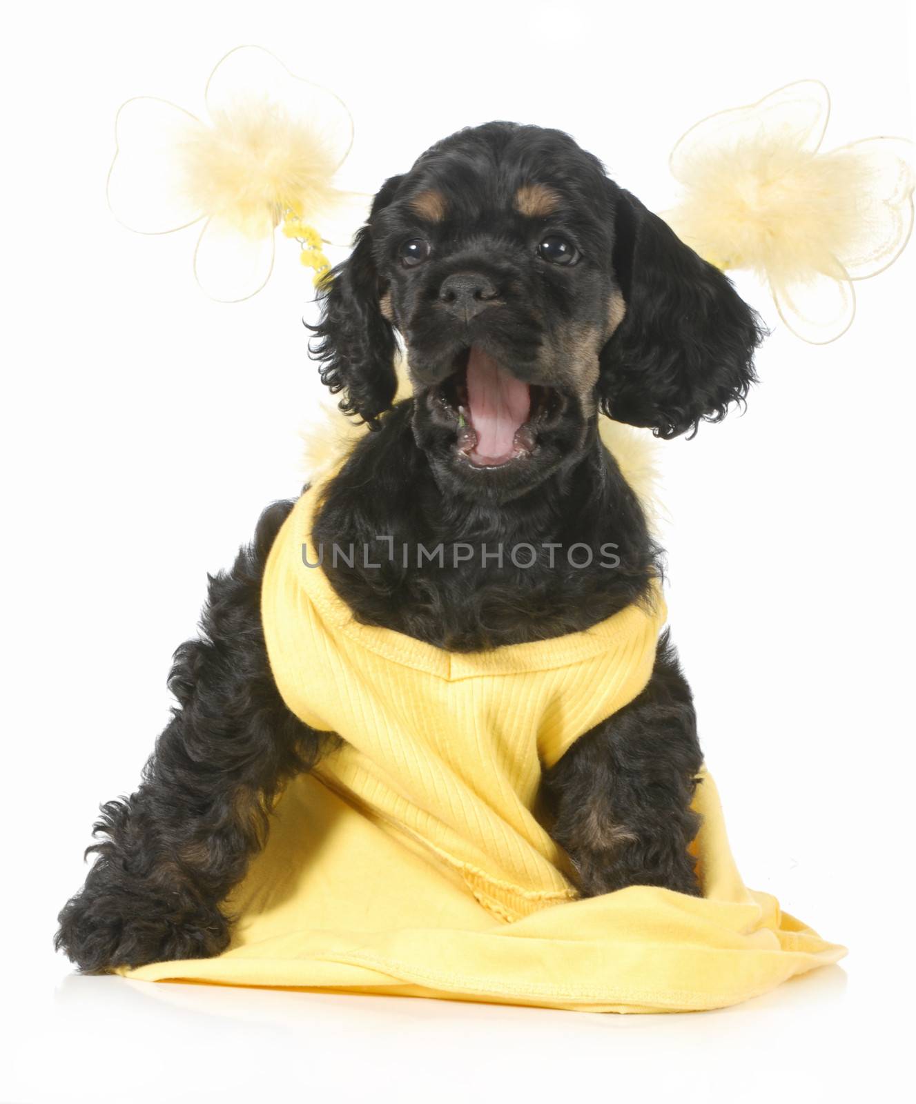 cute female puppy - american cocker spaniel puppy with silly expression on white background - 8 weeks old