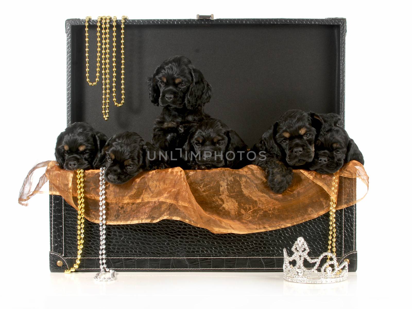 litter of puppies - treasure chest of american cocker spaniel puppies isolated on white background - 8 weeks old