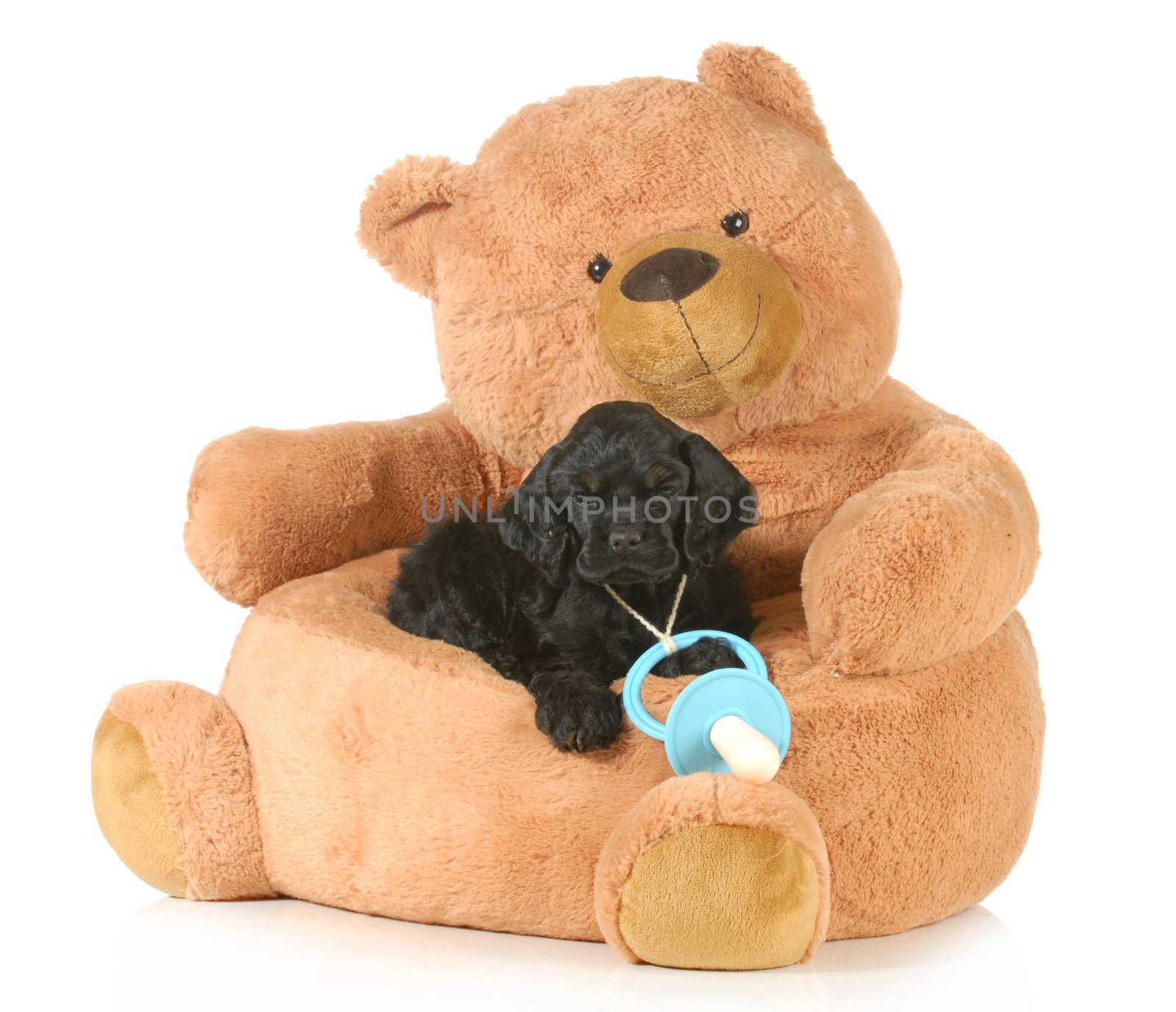 cute puppy laying on a teddy bear bed with a soother around his neck - 8 weeks old