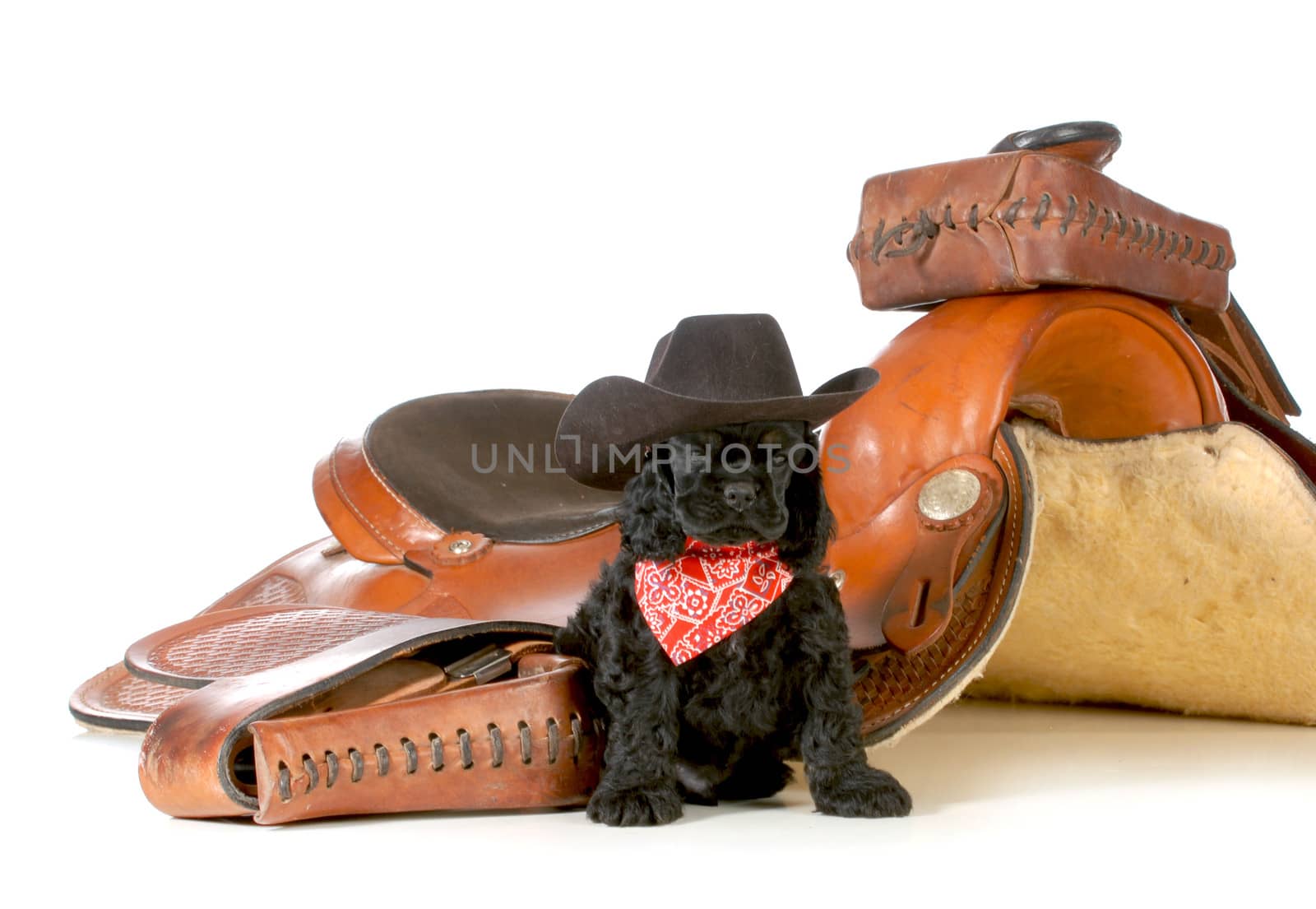 country dog - cocker spaniel puppy wearing western hat sitting beside saddle isolated on white background - 8 weeks old