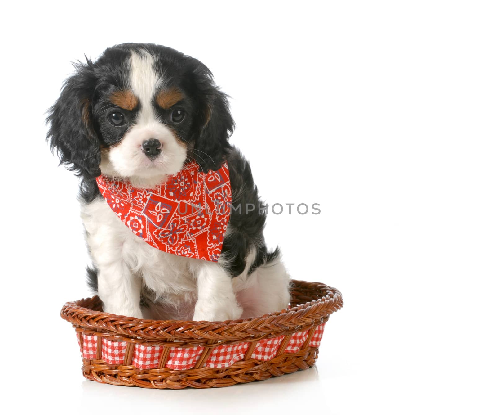 puppy - cavalier king charles spaniel puppy sitting in a basket isolated on white background - 7 weeks old 