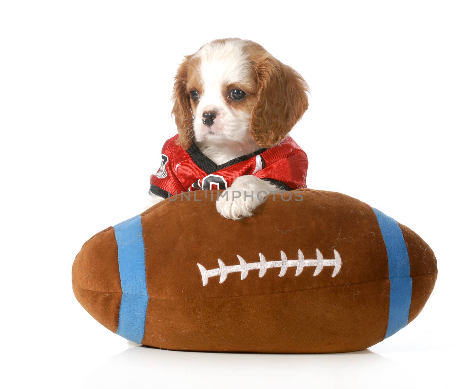 sports hound - cute cavalier king charles spaniel puppy dressed up like a football player with stuffed toy football - 7 weeks old
