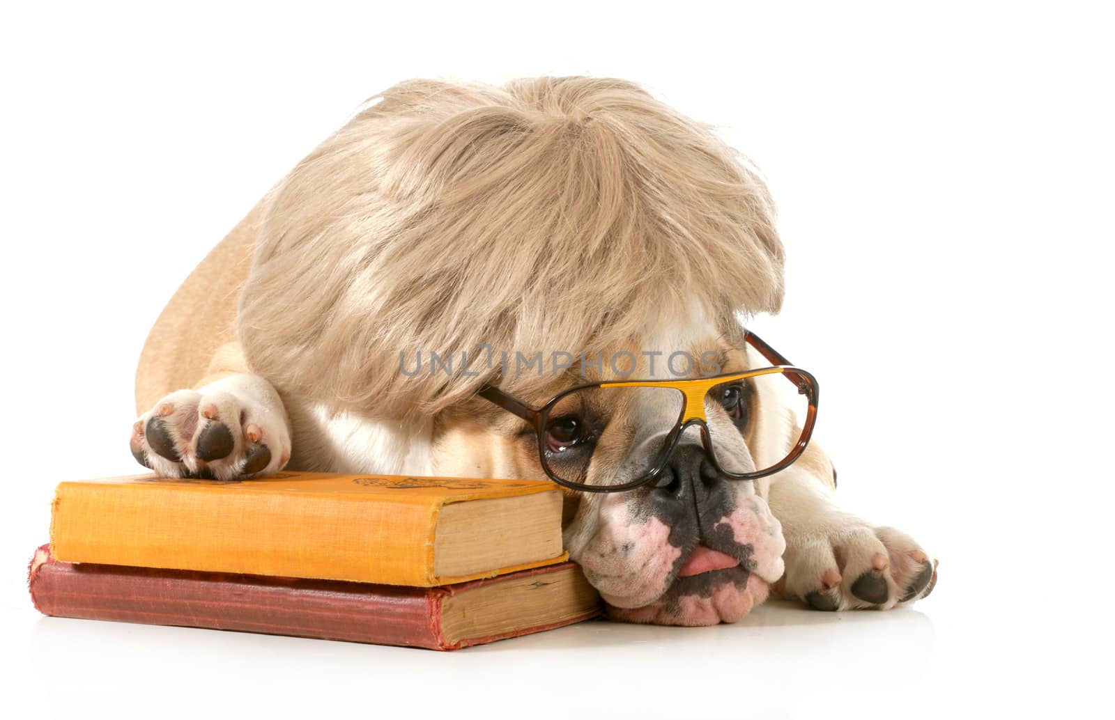 dog obedience - english bulldog laying down beside books isolated on white background