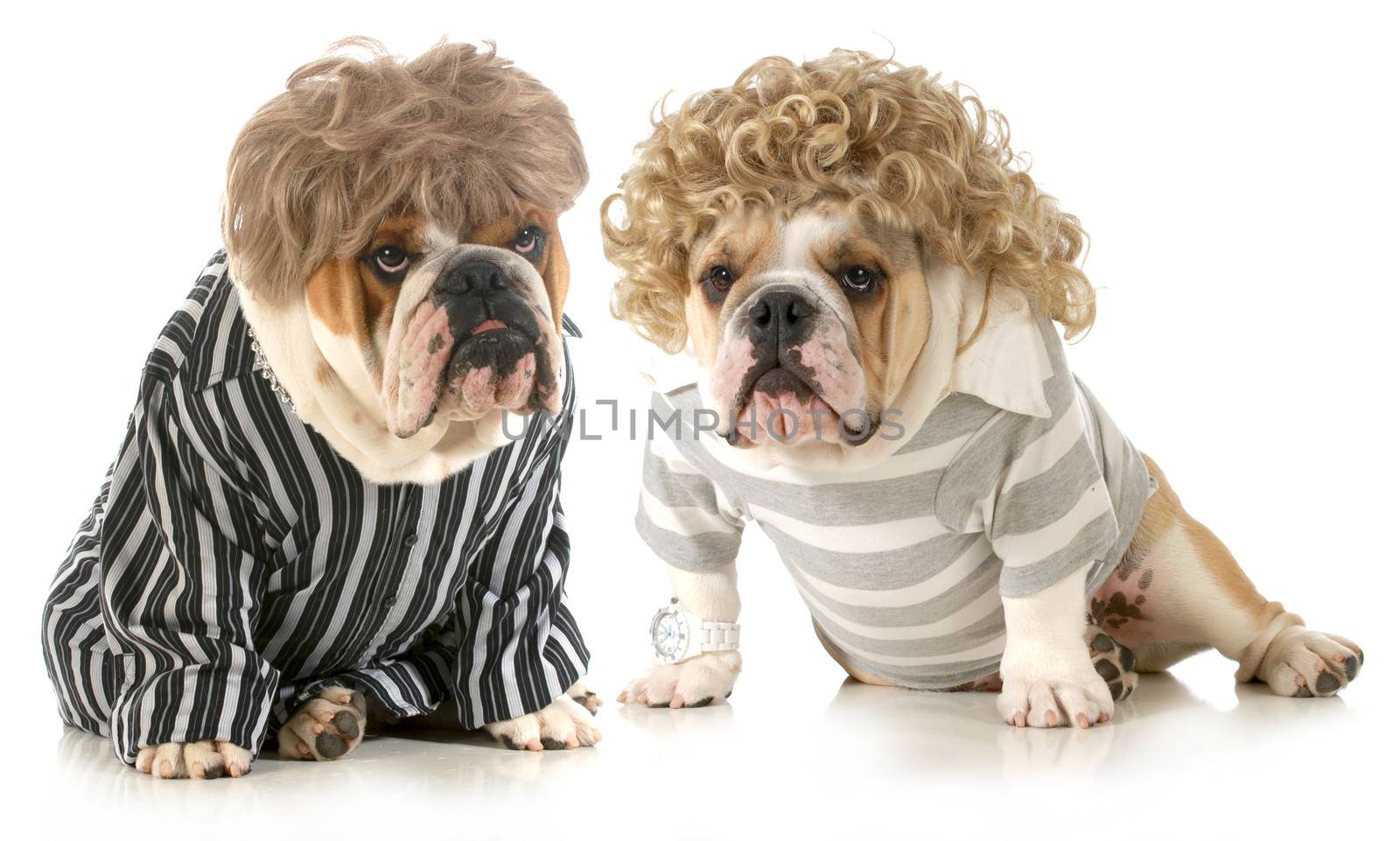 humanized dogs - two english bulldogs wearing wigs and dressed in clothing isolated on white background