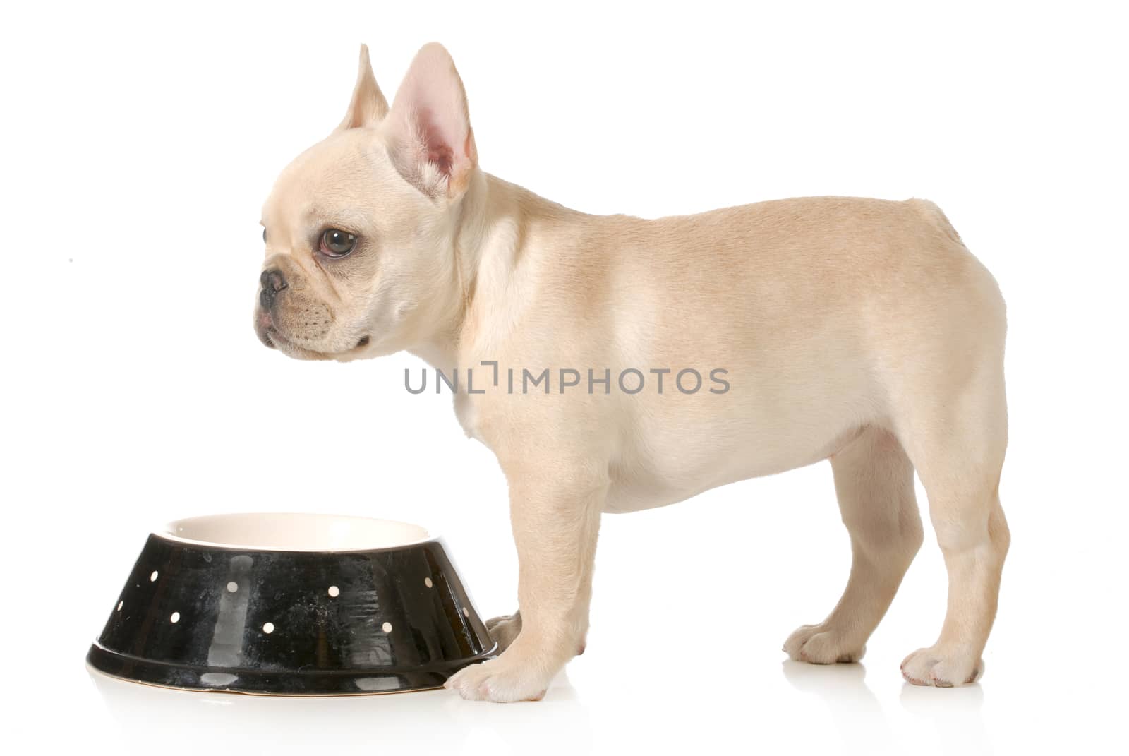 dog dinner time - french bulldog puppy standing at dog food bowl isolated on white background