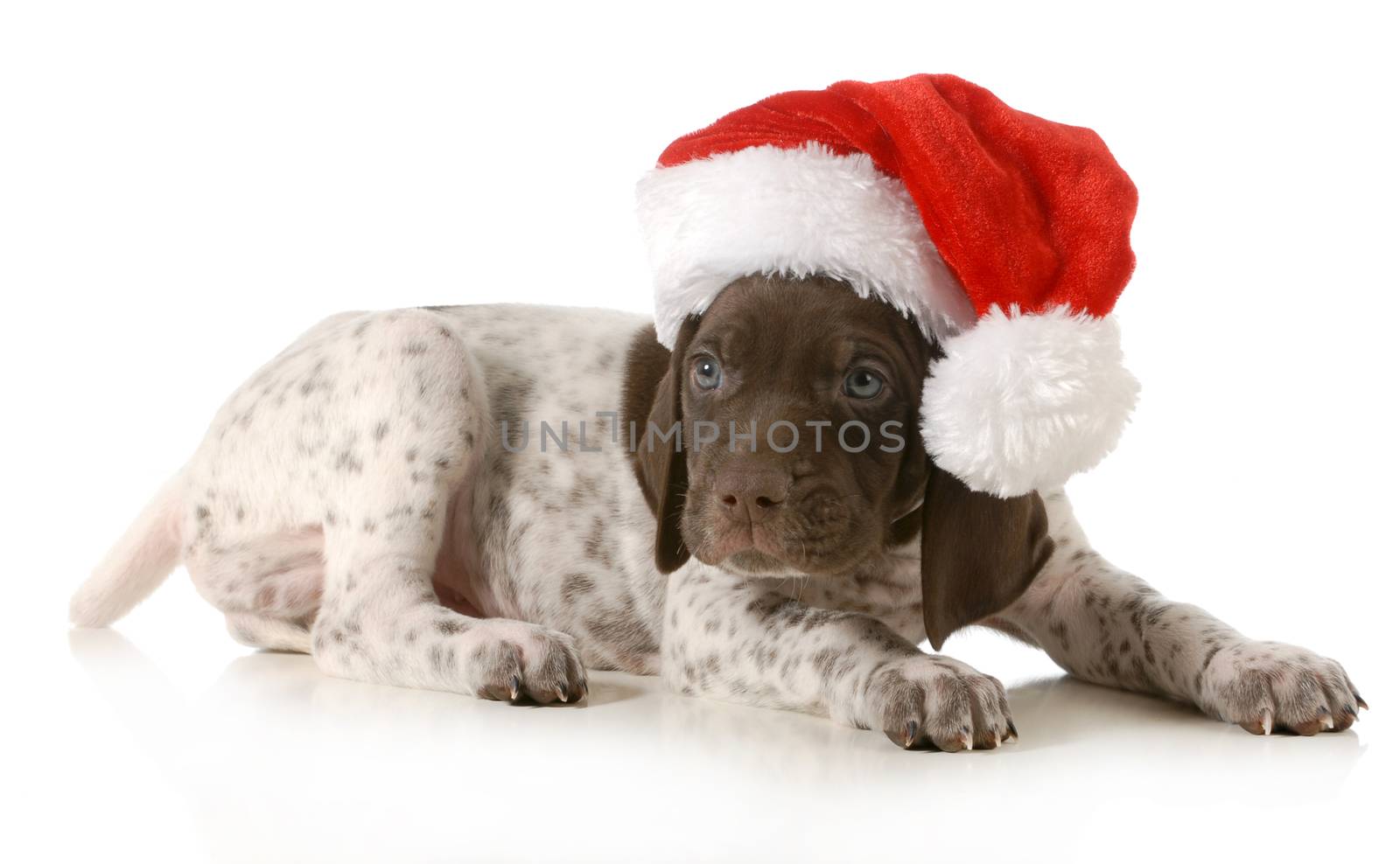 christmas puppy - german shorthaired pointer wearing santa hat