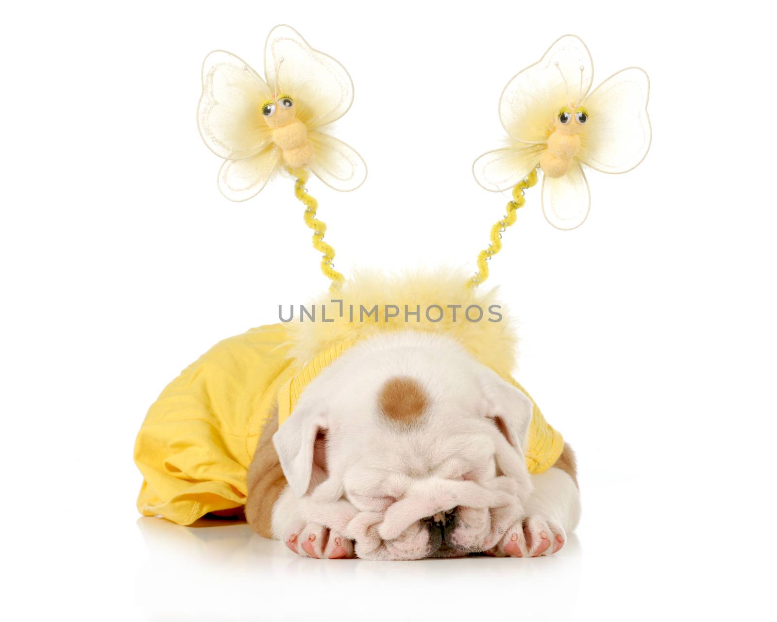 cute puppy - female english bulldog puppy wearing yellow laying down isolated on white background - 8 weeks old