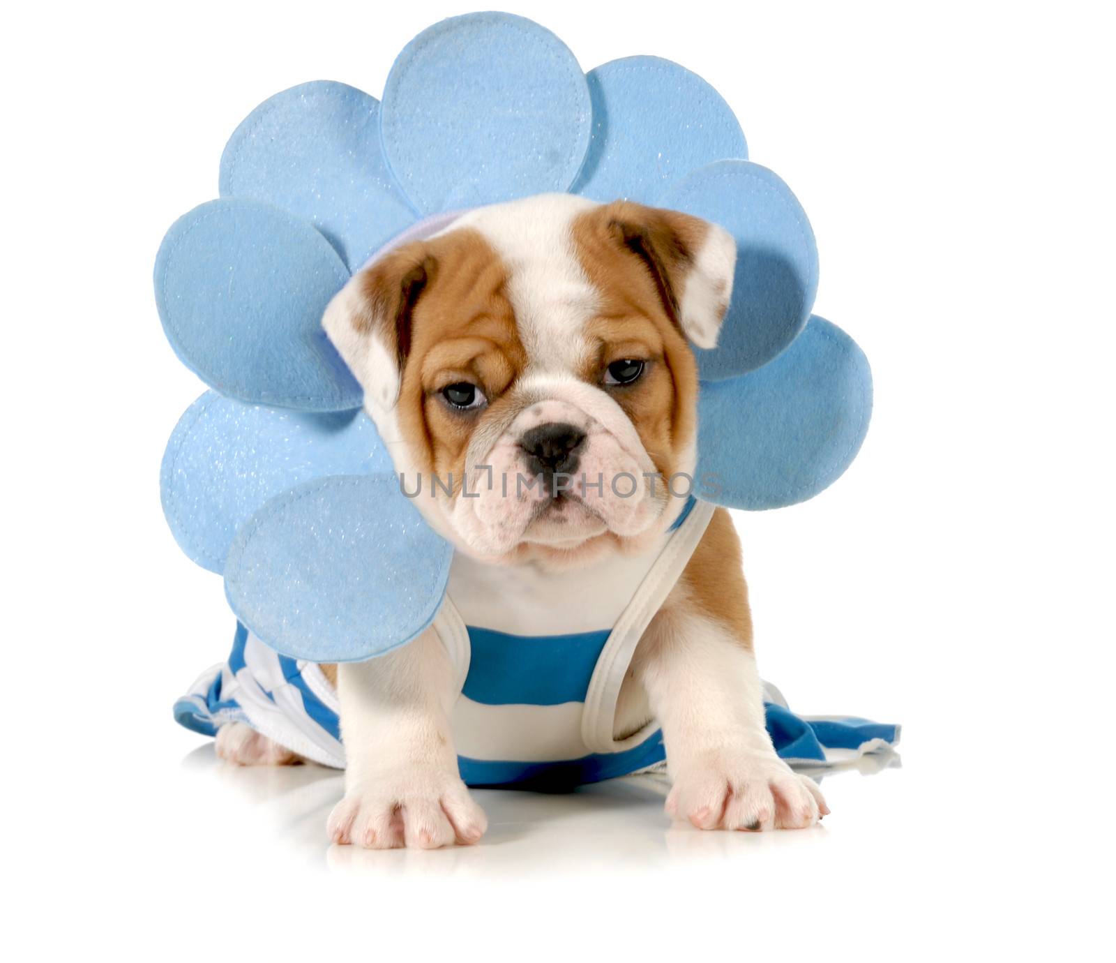 cute puppy - female english bulldog puppy wearing blue sitting looking at viewer isolated on white background - 8 weeks old