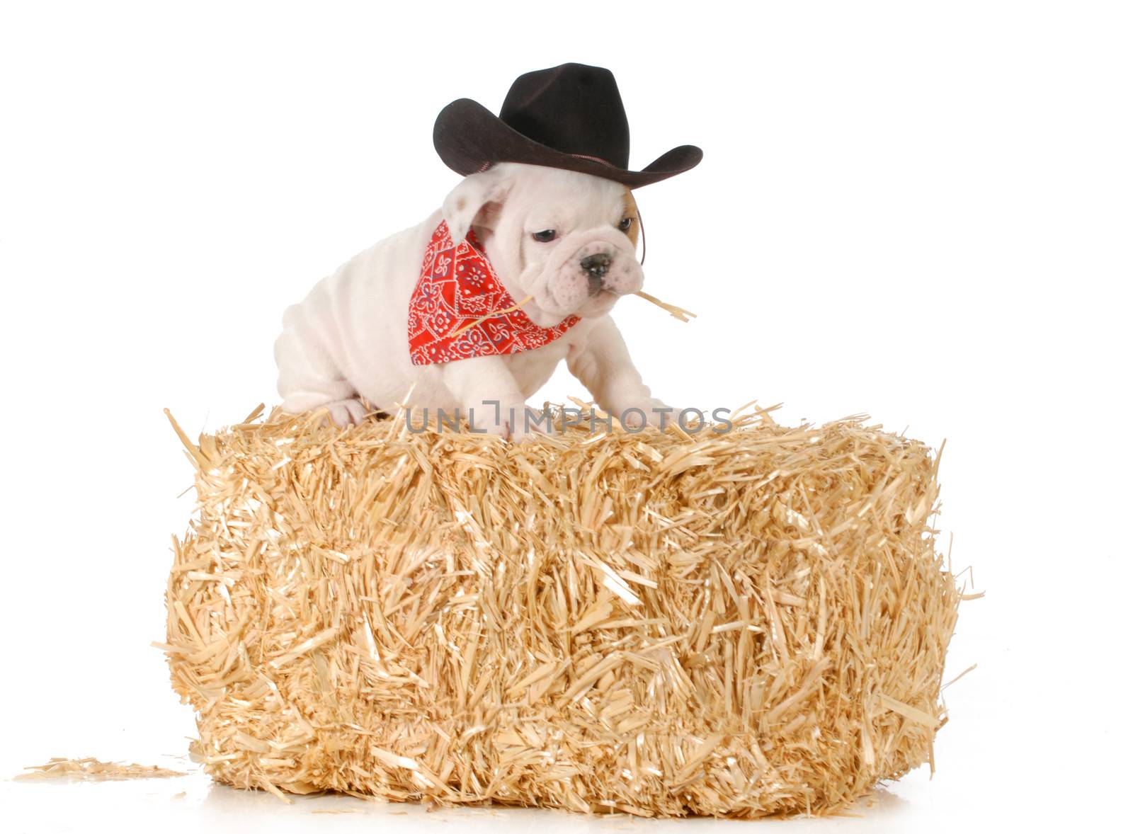 country dog by willeecole123