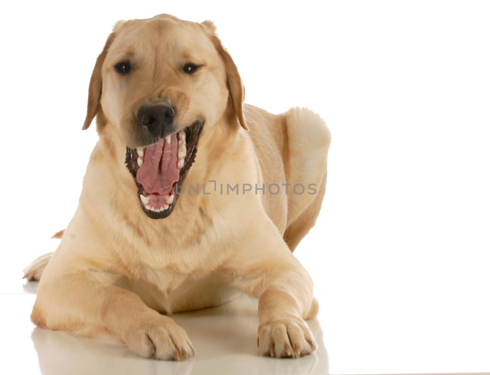 dog growling looking at viewer isolated on white background