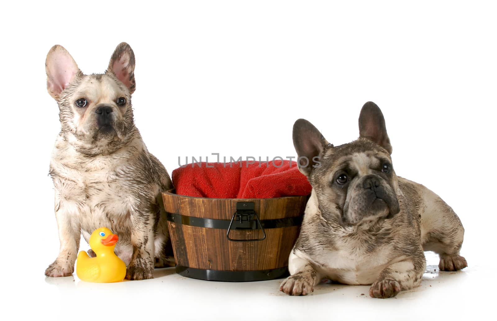 dirty dogs - two french bulldogs ready for a bath isolated on white background