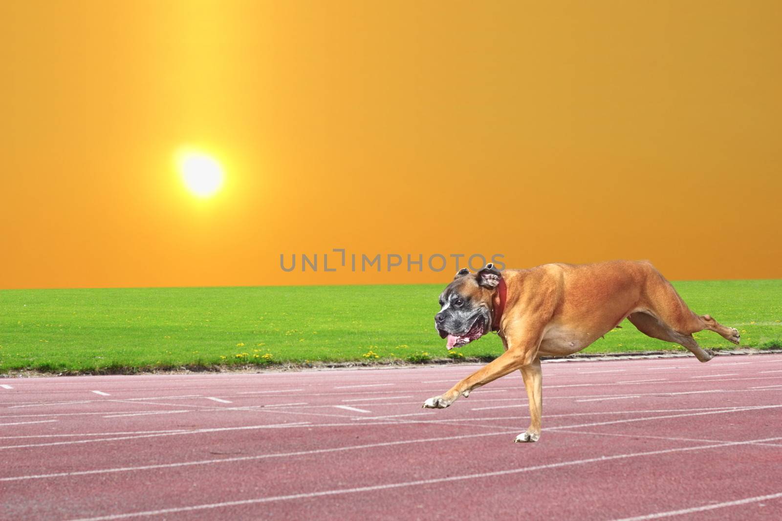 boxer breed running happy on sport track in the park at sunrise