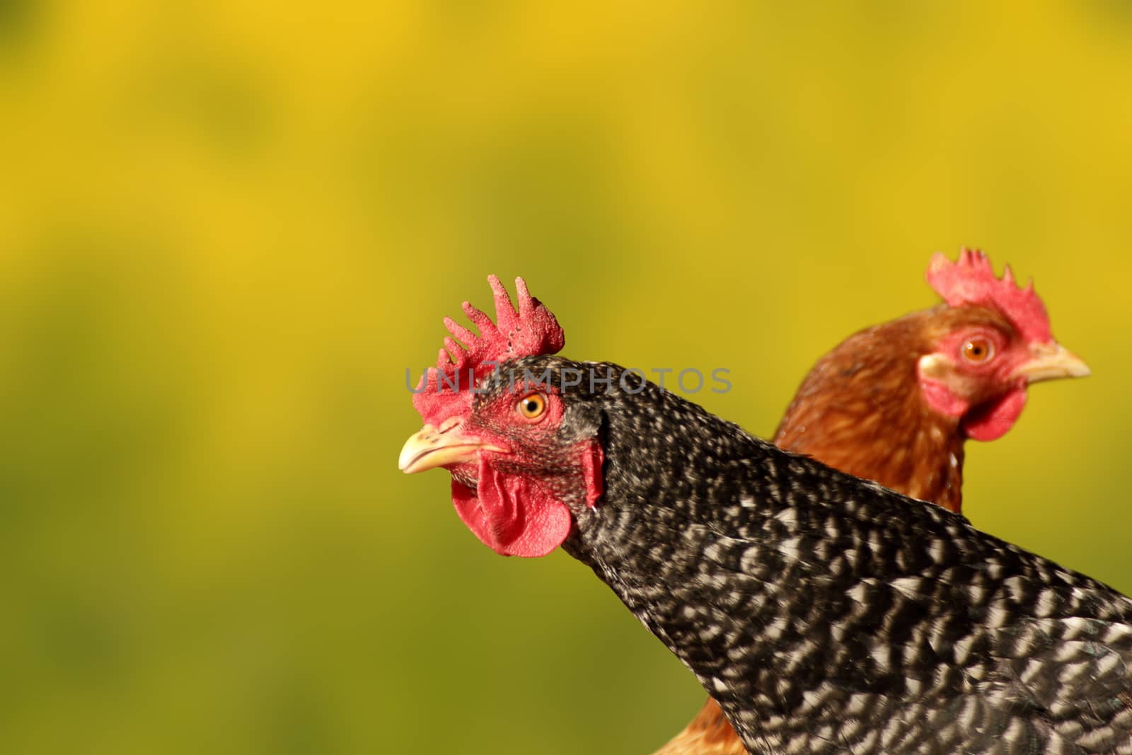 beautiful hen portrait over green defocused background