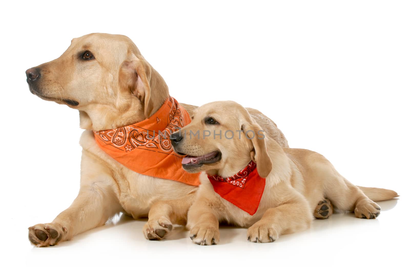 adult dog and puppy wearing bandanas laying down looking off to the side isolated on white background