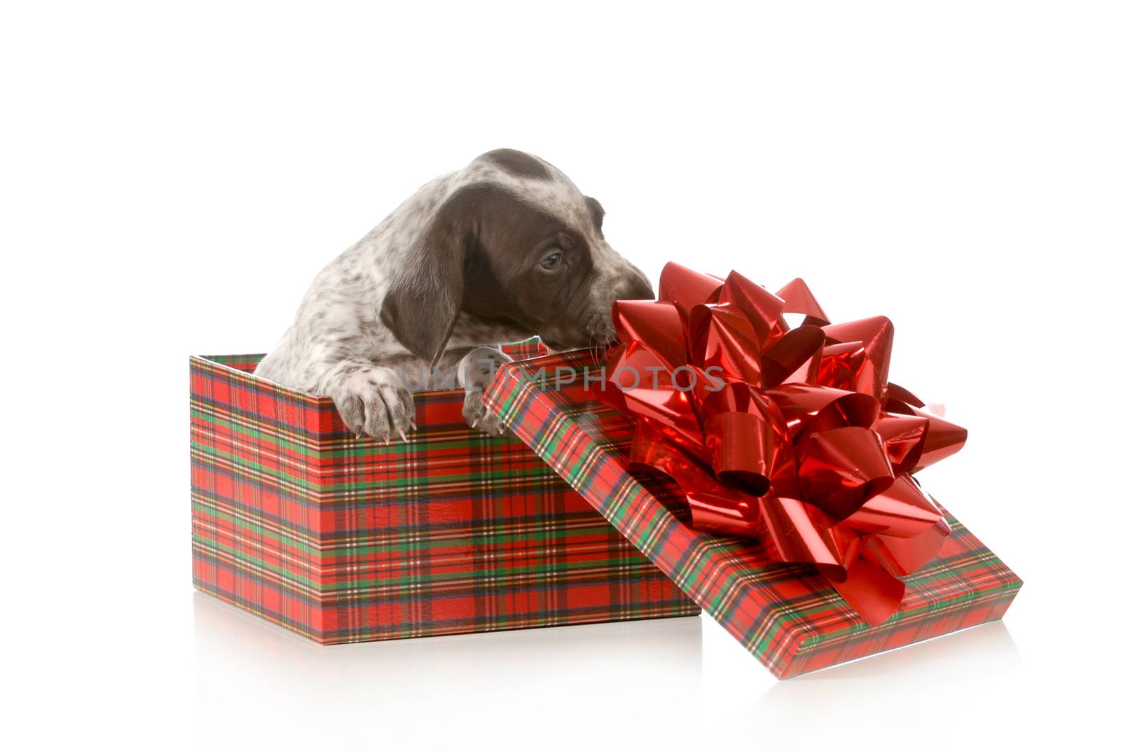puppy present - german shorthair pointer inside tartan gift box isolated on white background