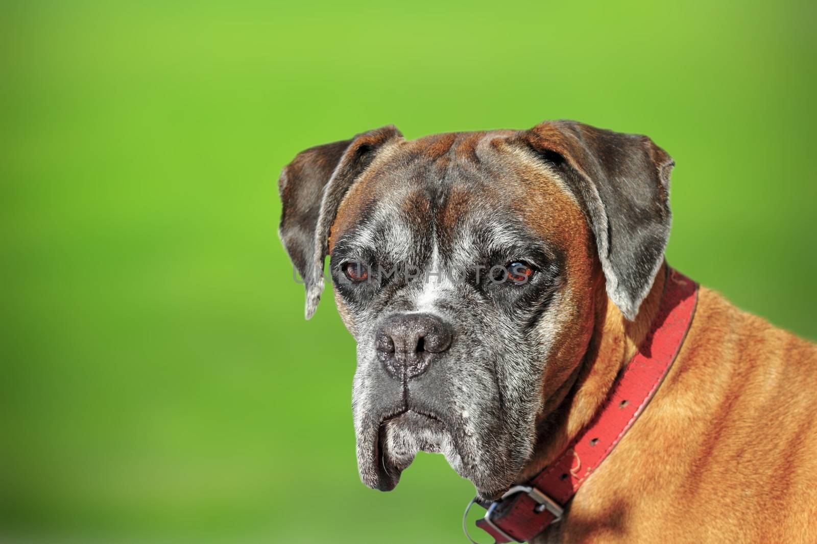 old boxer breed - portrait over green defocused background