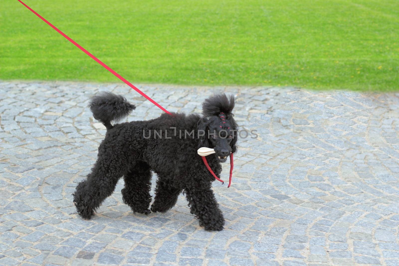 caniche breed - ugly black dog walking in the park with a bone in its mouth