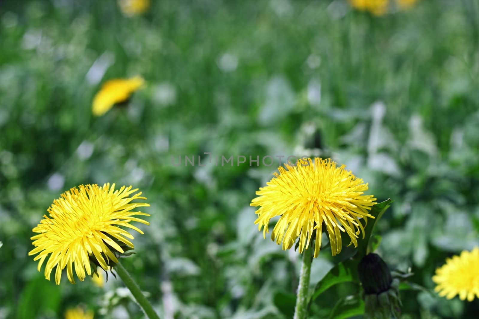 yellow dandelions by taviphoto