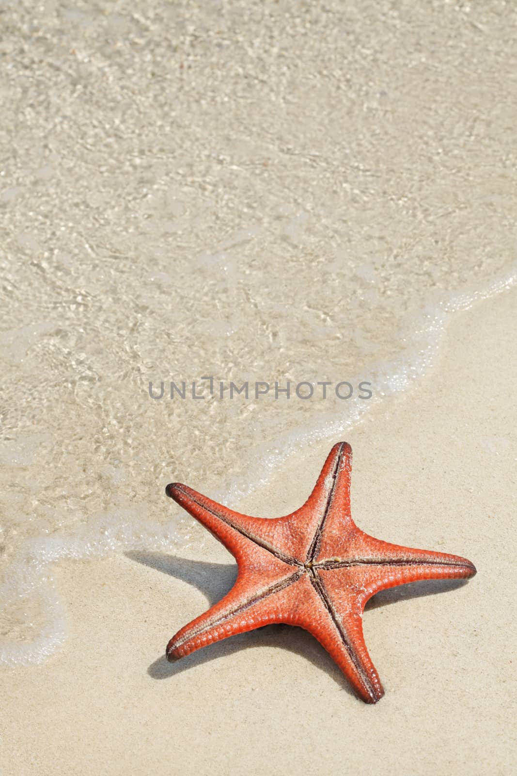 Star fish on the white sandy beach