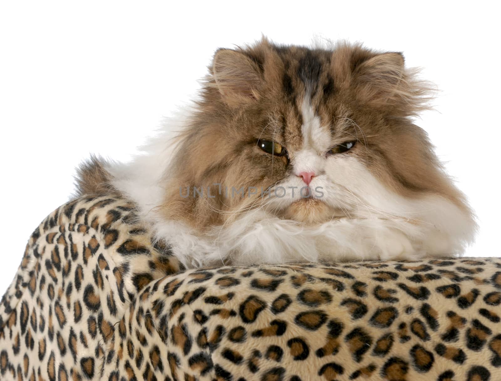 long haired cat portrait isolated on white background