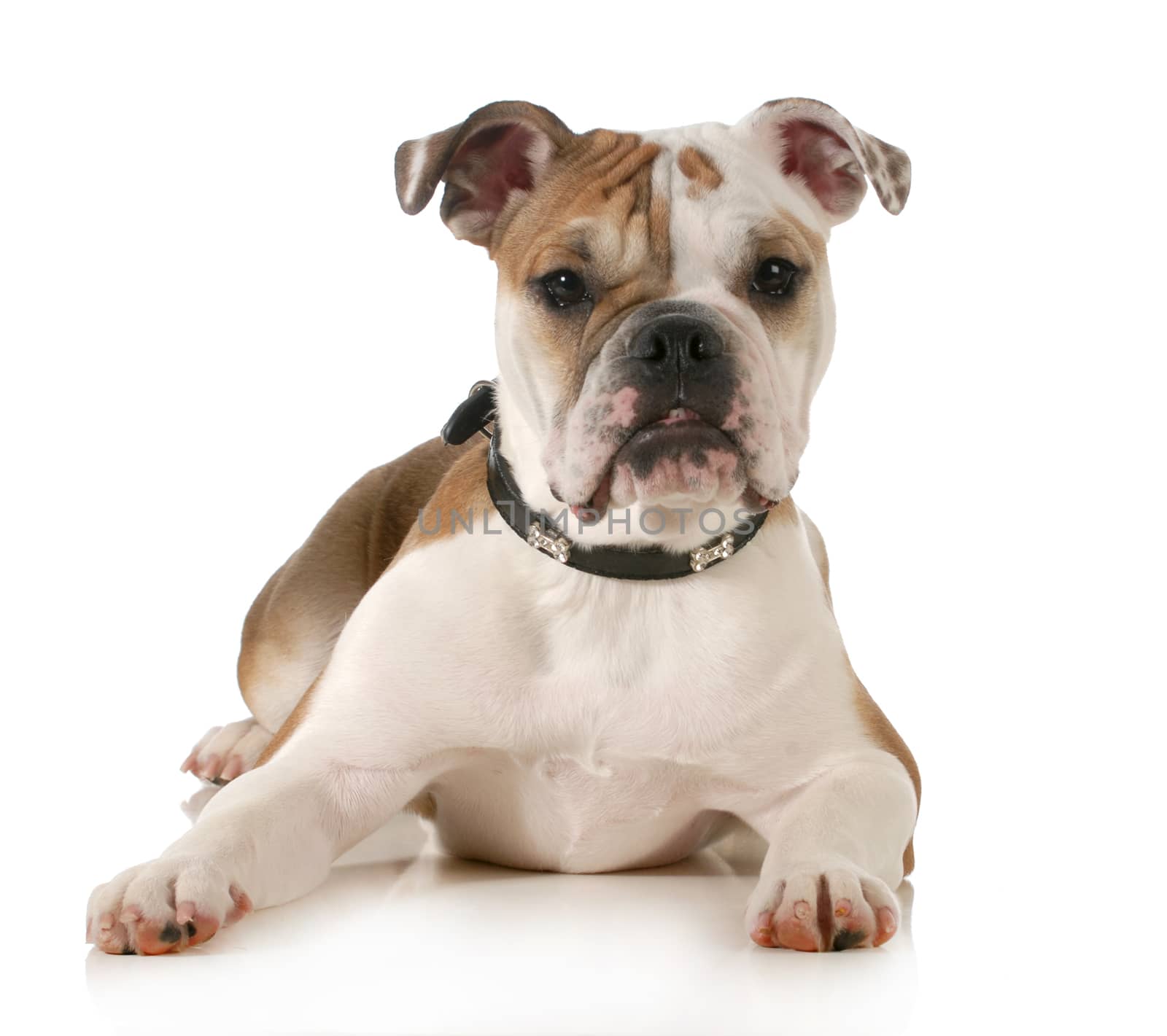 english bulldog laying down isolated on white background