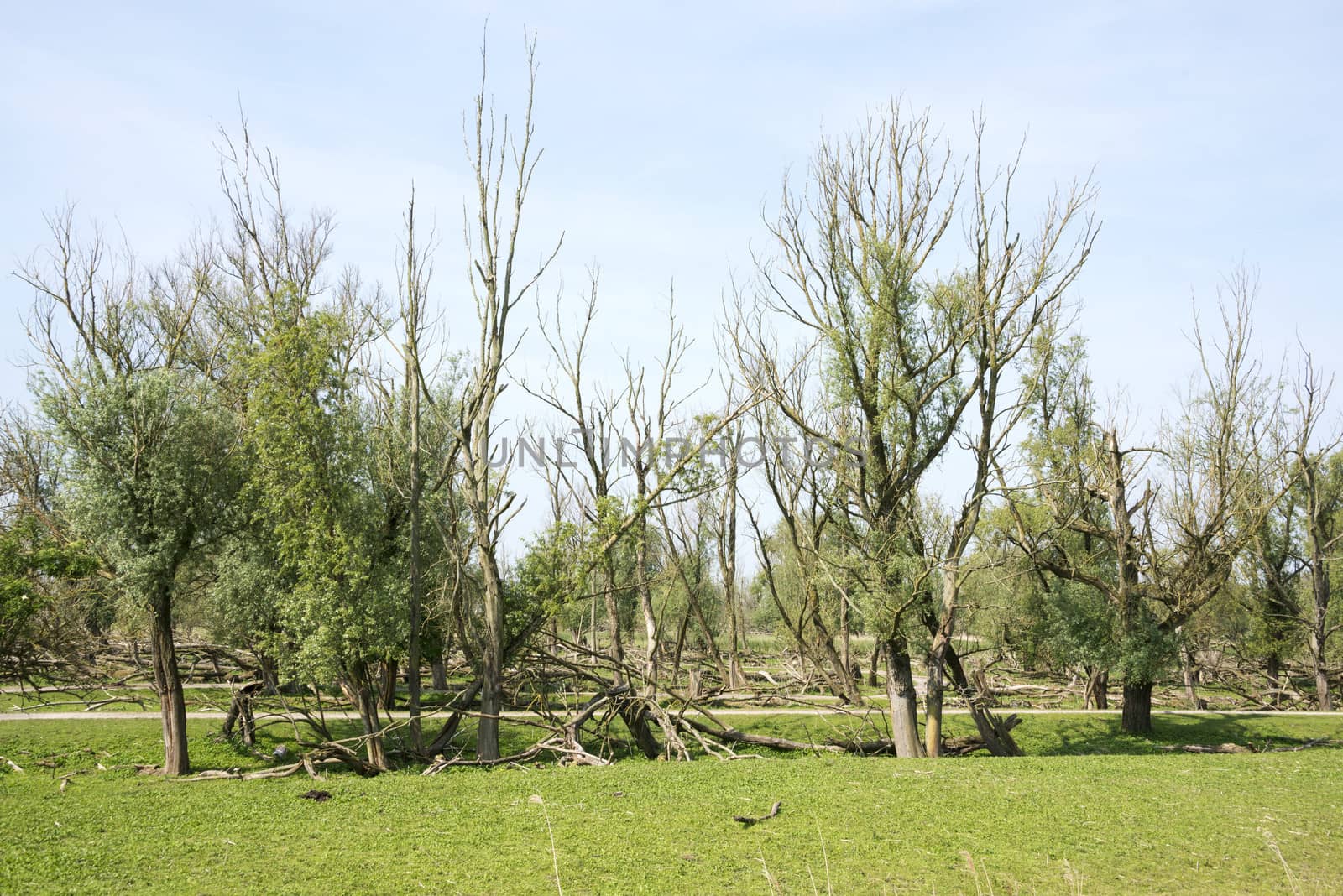 forest with dead and fallen trees after a storm