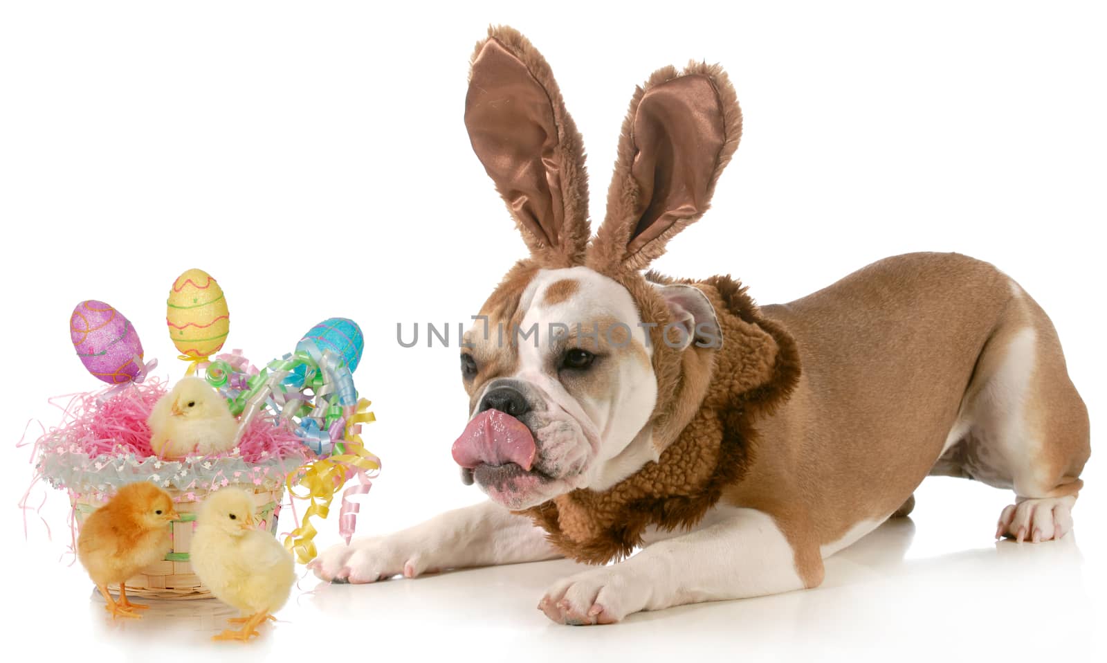 easter dog - english bulldog dressed like bunny with basket of eggs and chicks isolated on white background
