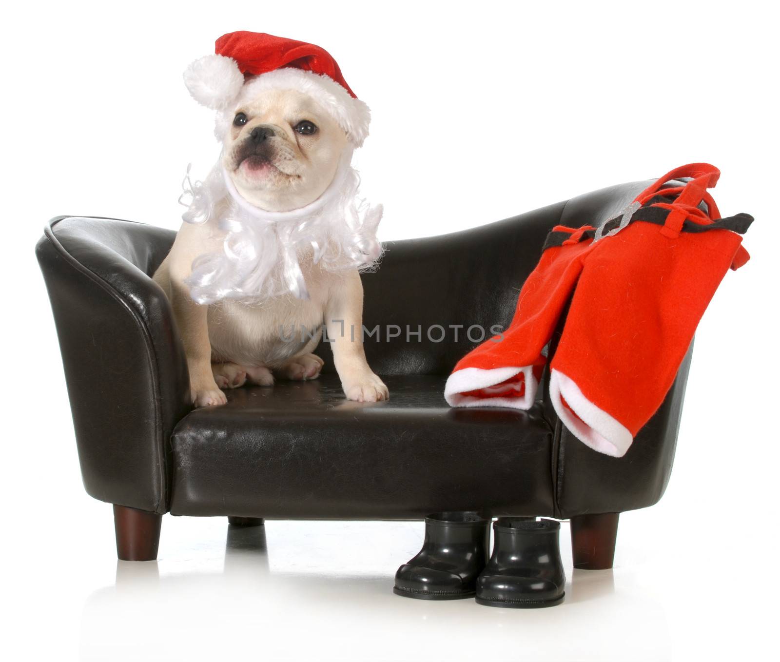 christmas dog - french buldog dressed up like santa sitting on a couch isolated on white background