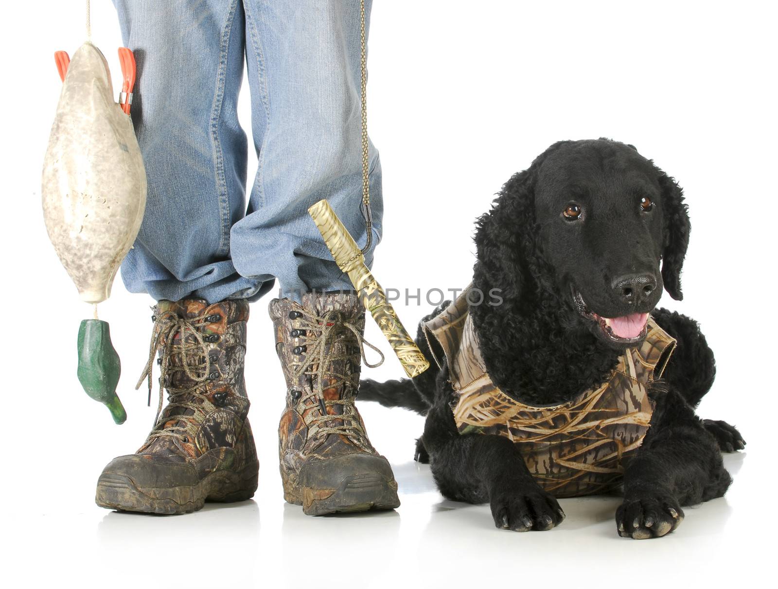 hunting dog -man hunter and curly coated retriever isolated on white background