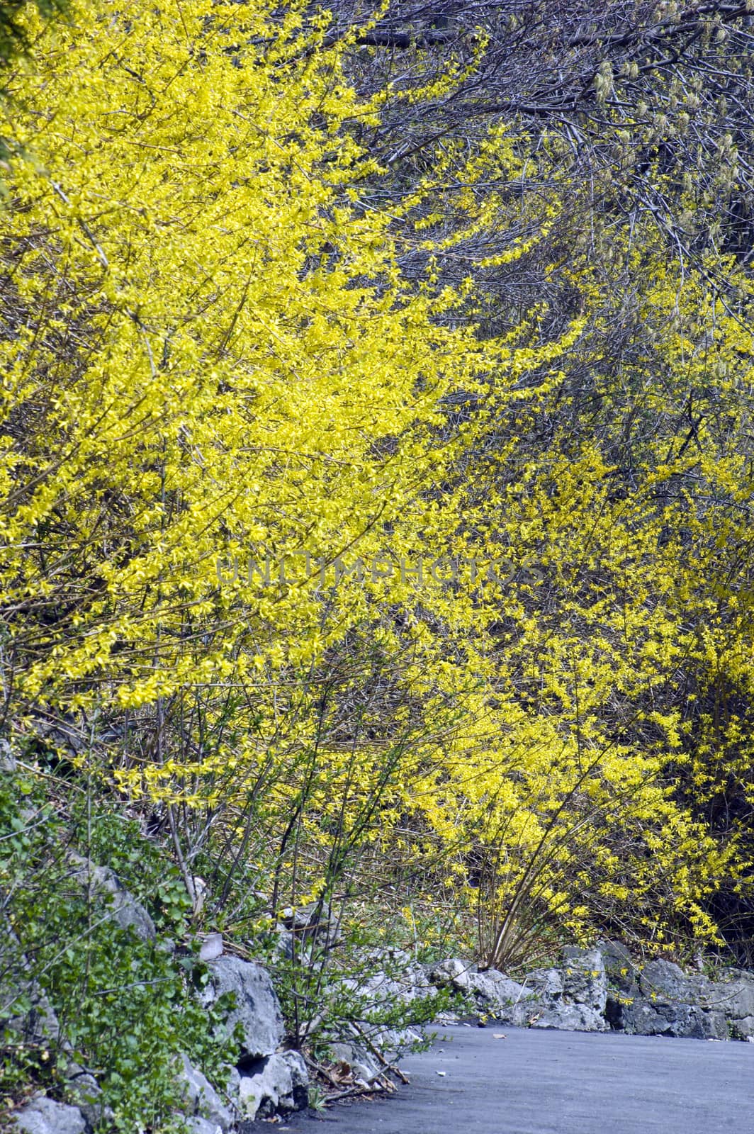 flovers on forsythia branches above a path