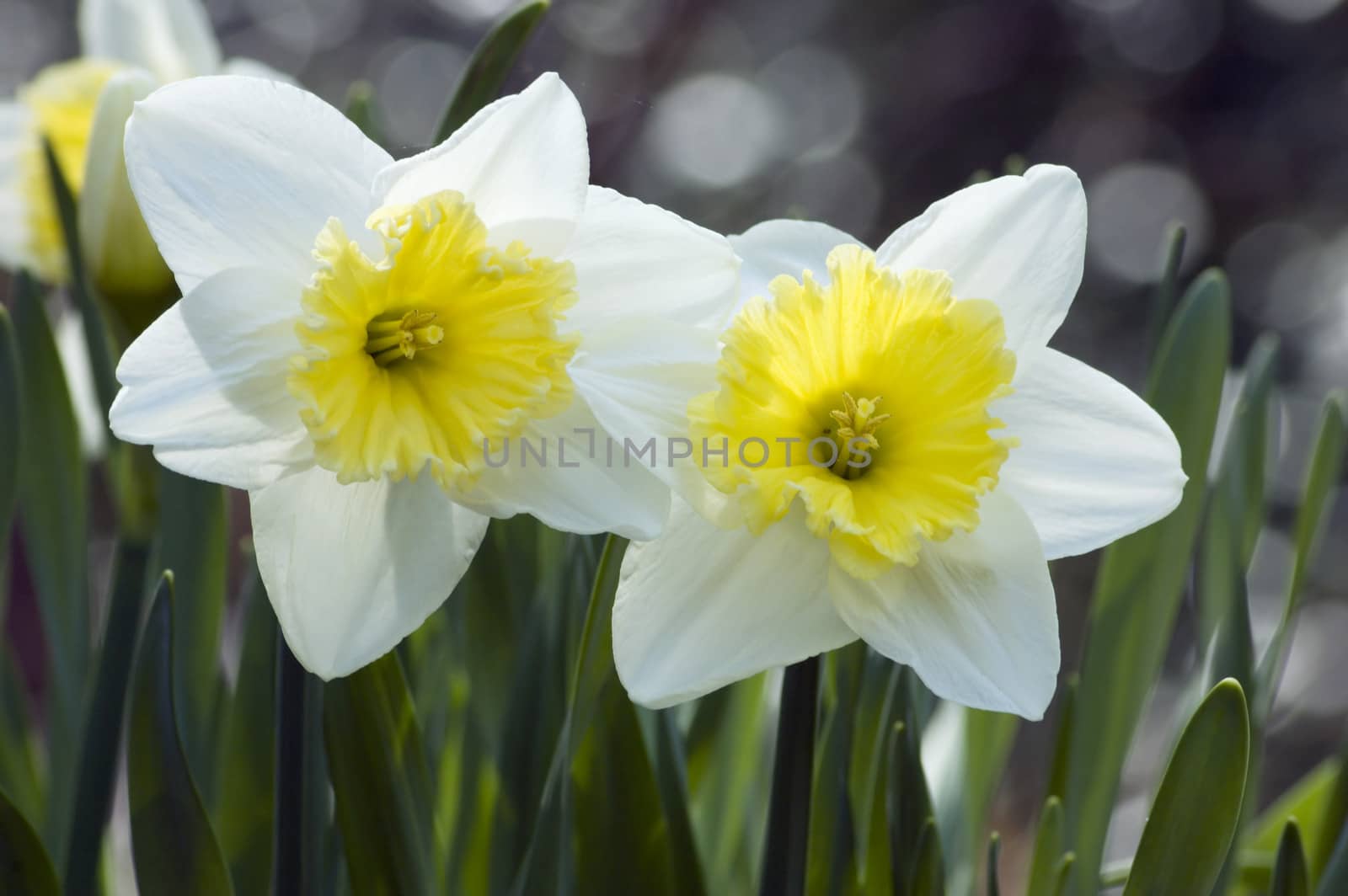 Close up of white and yellow narcissus