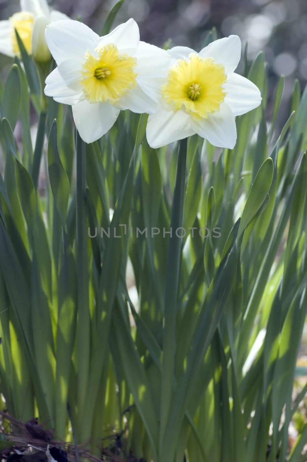 Close up of white and yellow narcissus
