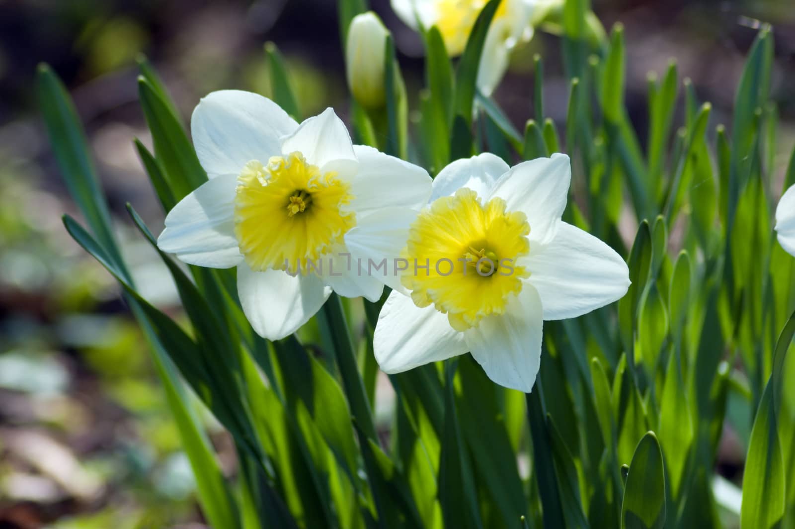 Close up of white and yellow narcissus