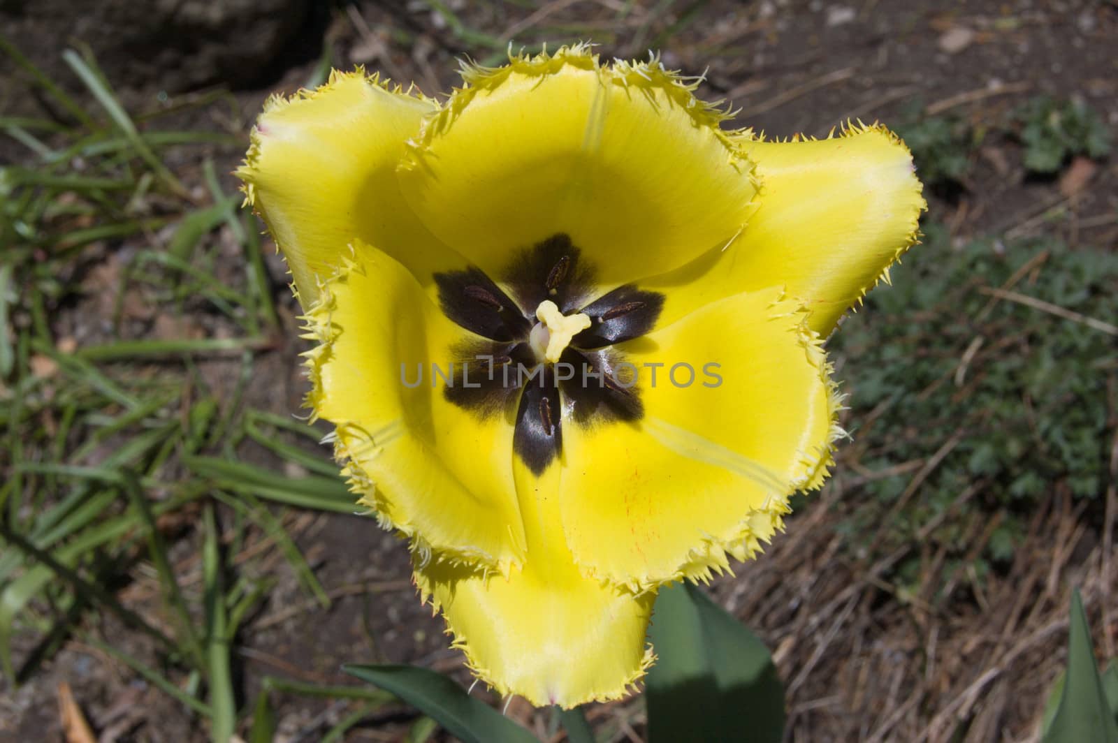 close up of yellow tulip on flowerbed