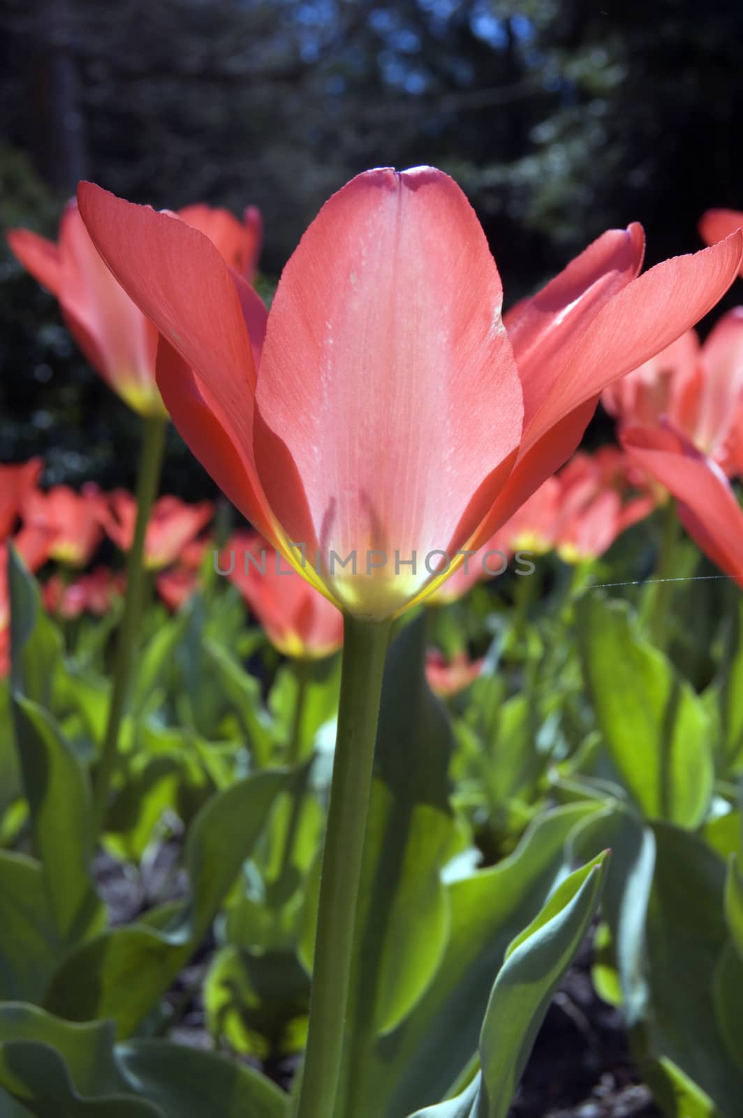 close up of pink tulip on blur dark background