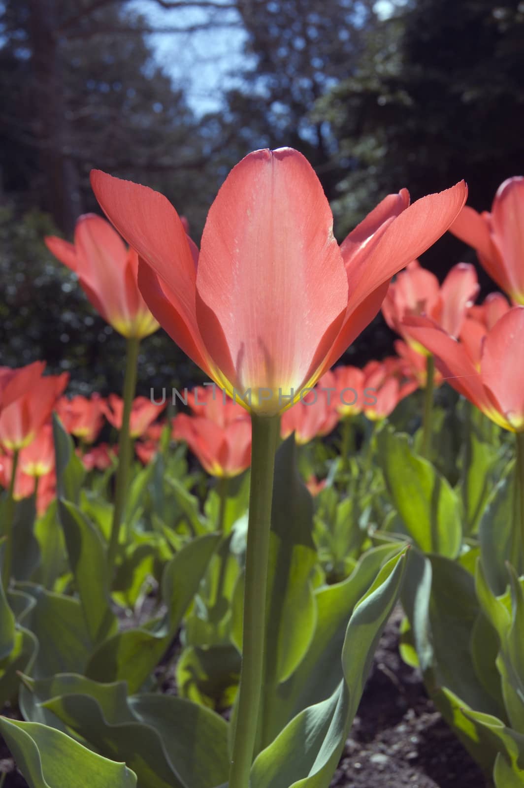 close up of pink tulip on blur dark background