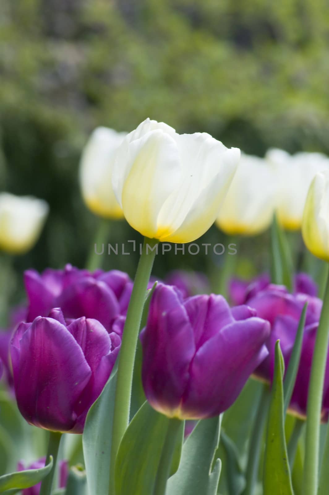 close up of red and white tulips at sunset