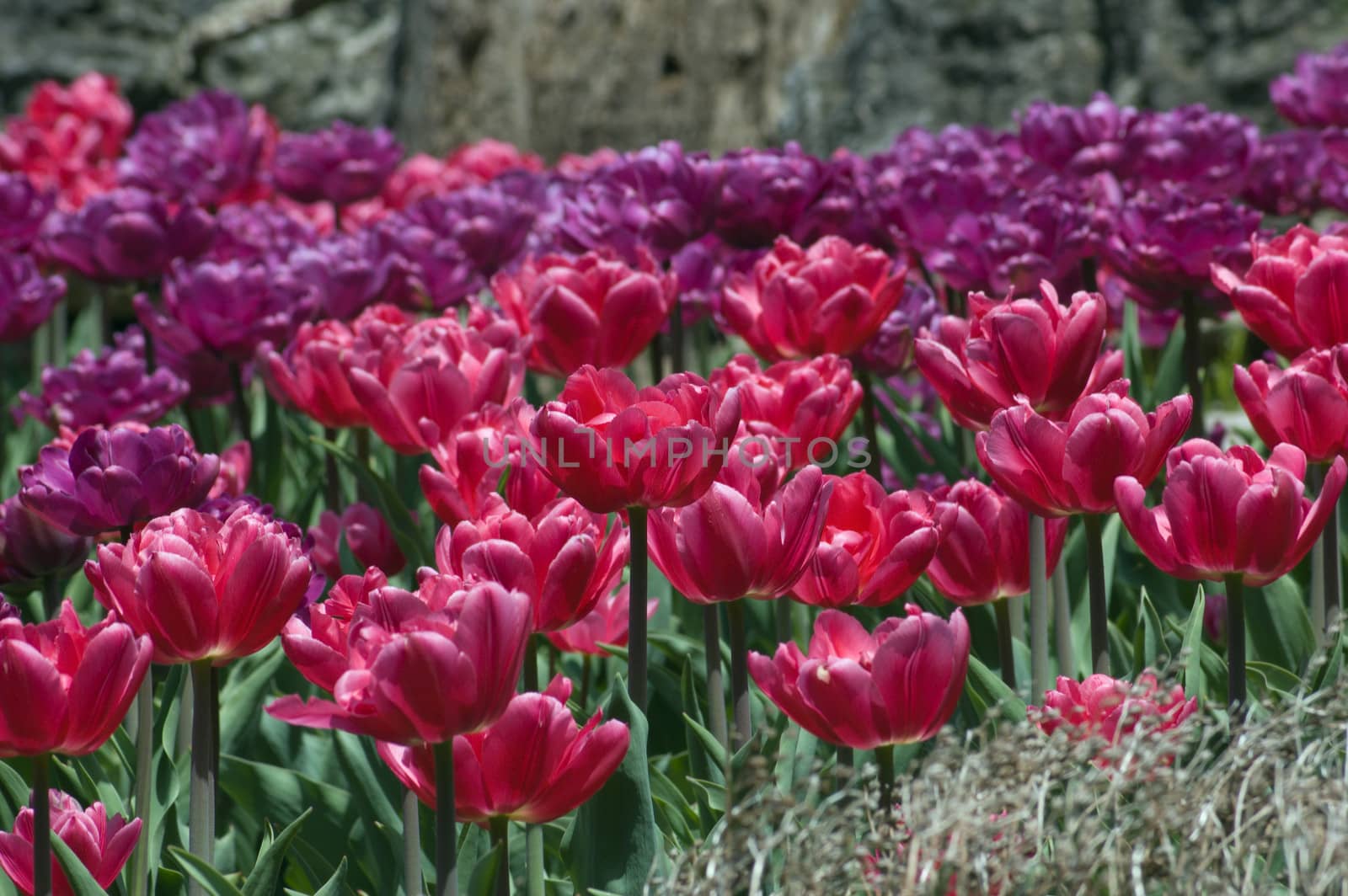 close up of raspberry pink tulips on dark green background