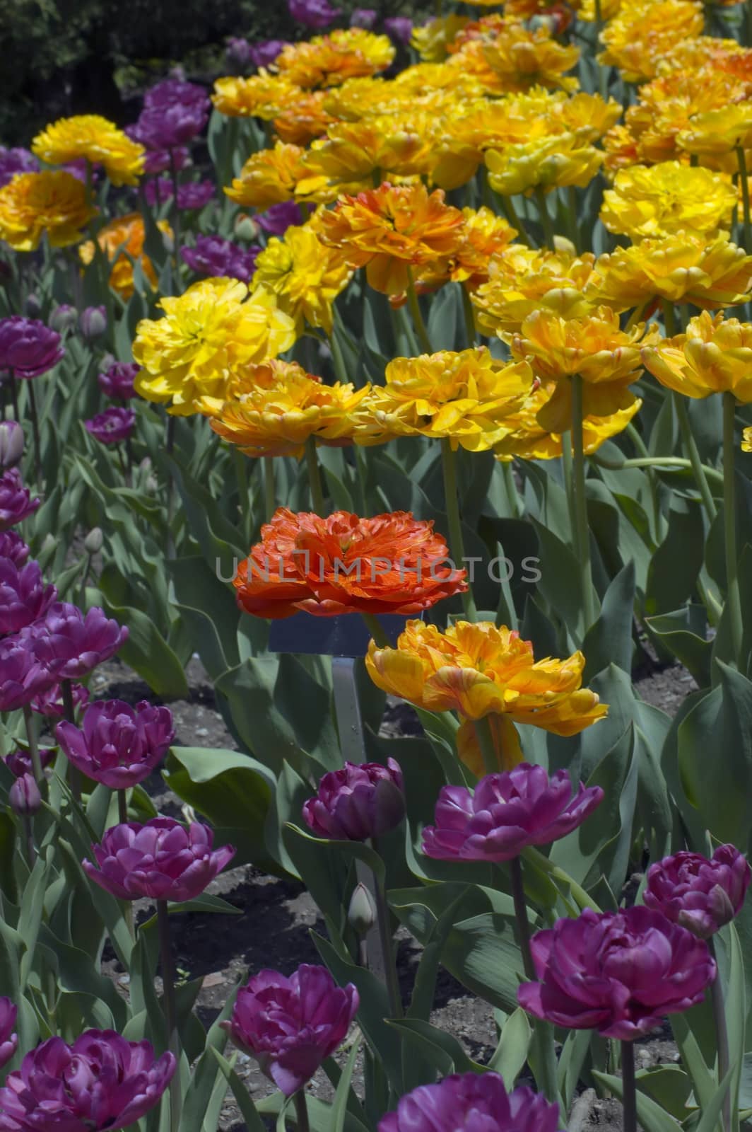 close up of raspberry pink and yellow tulips on dark green background