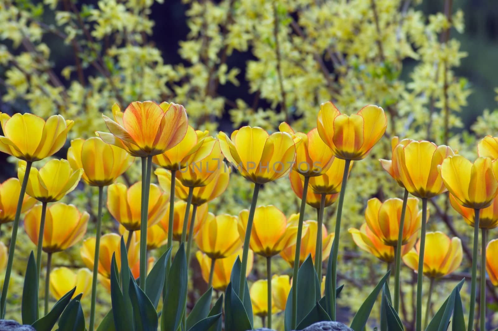 close up of yellow tulips on sunlit background