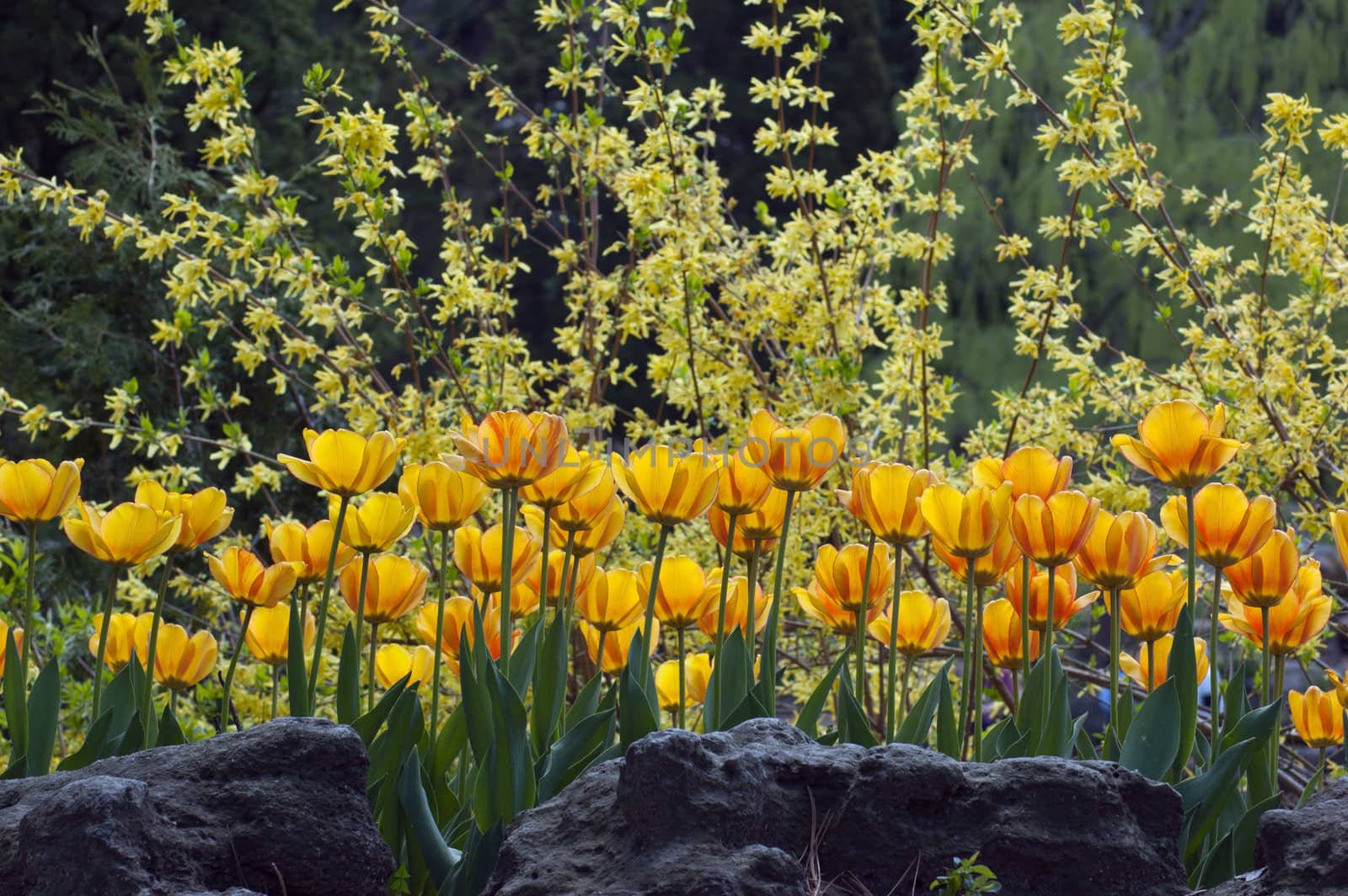  tulips by PavelS