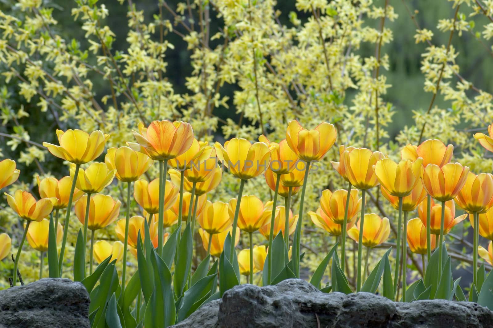 close up of yellow tulips on sunlit background