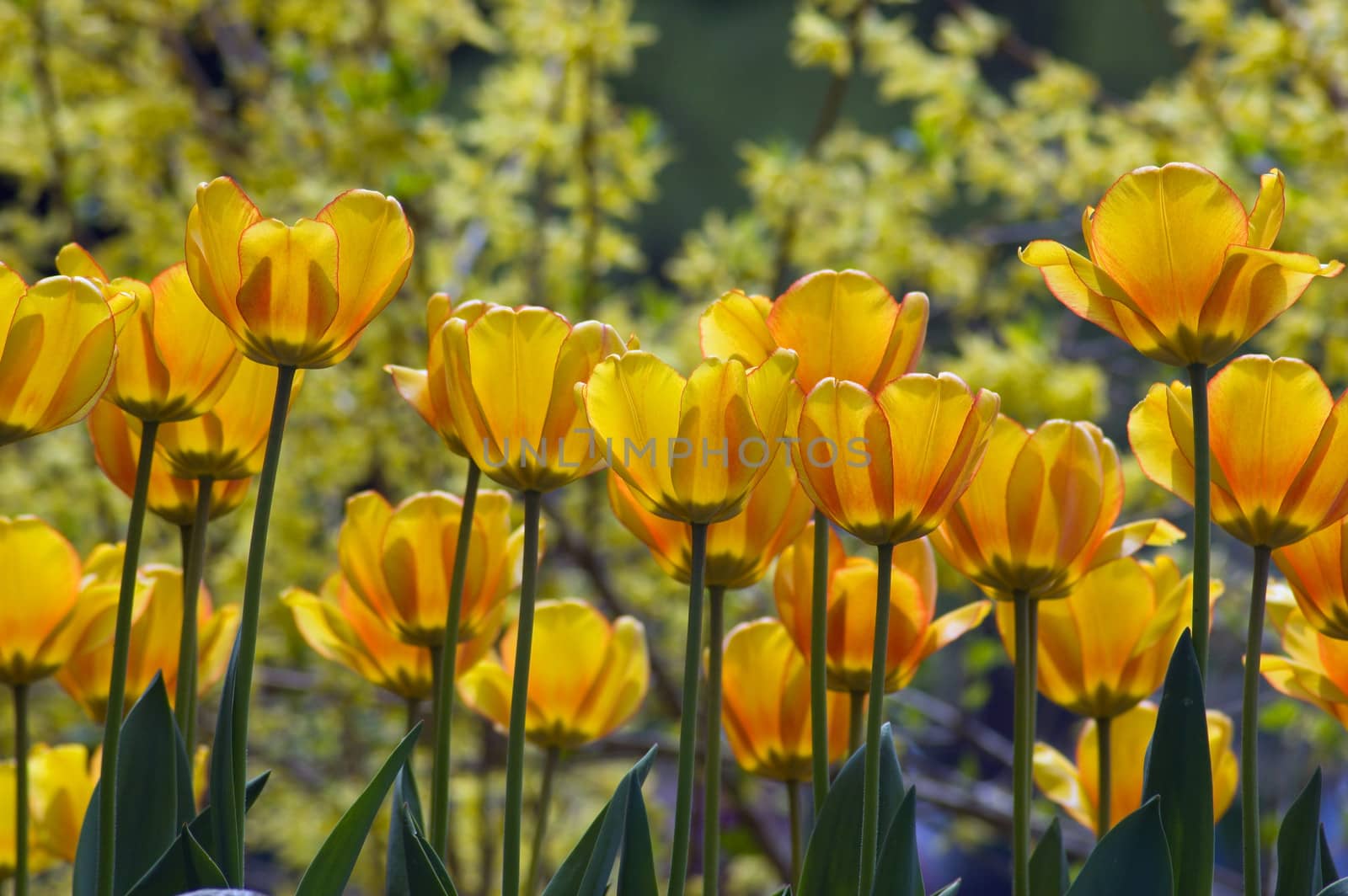 close up of yellow tulips on sunlit background