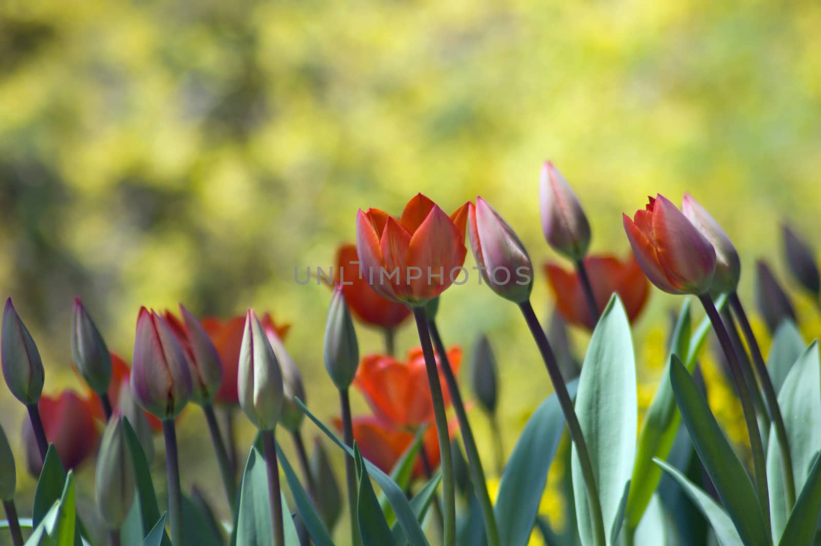 tulips by PavelS