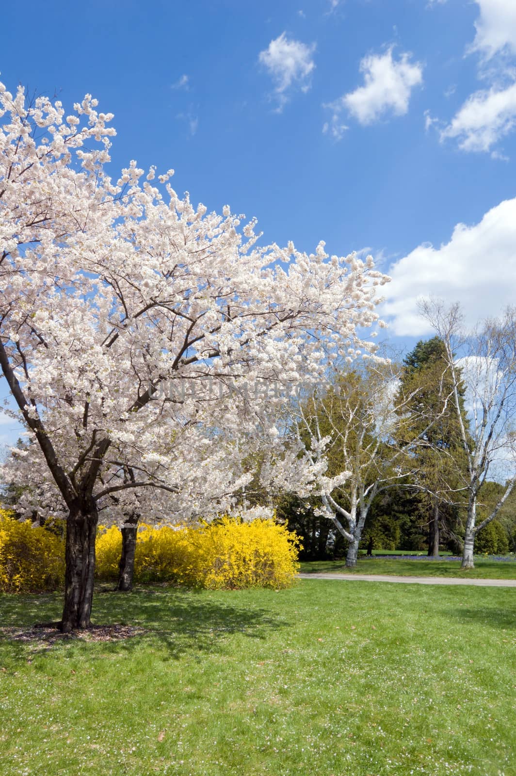 Blossoms on crabapple tree in park