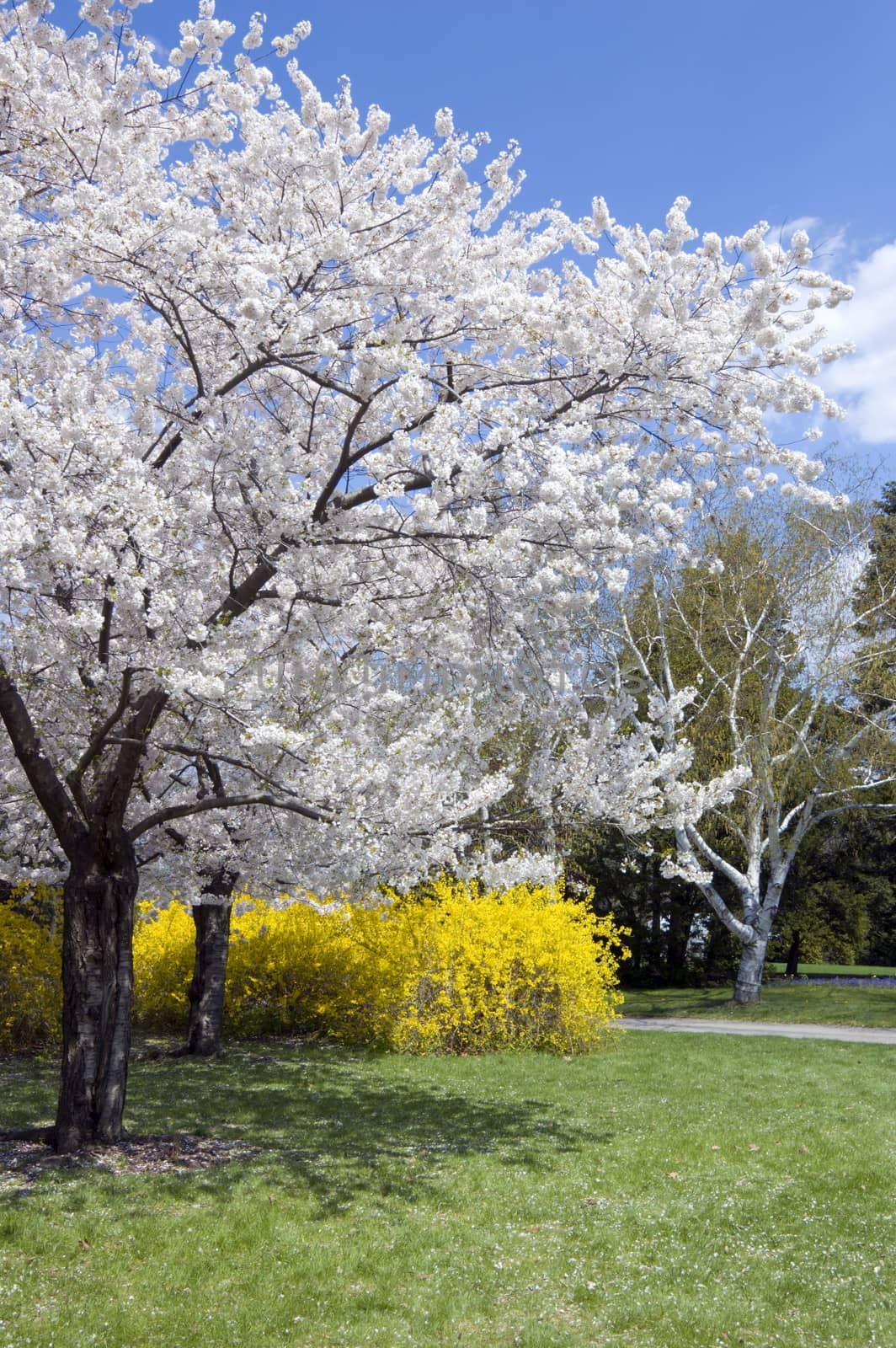 Blossoms on crabapple tree in park