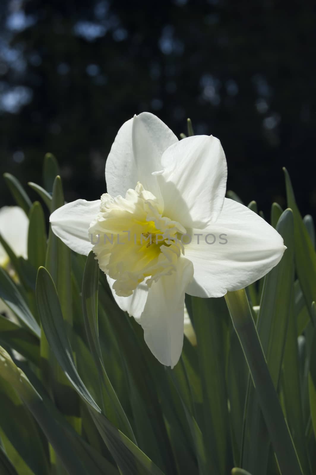 Close up of white and yellow narcissus